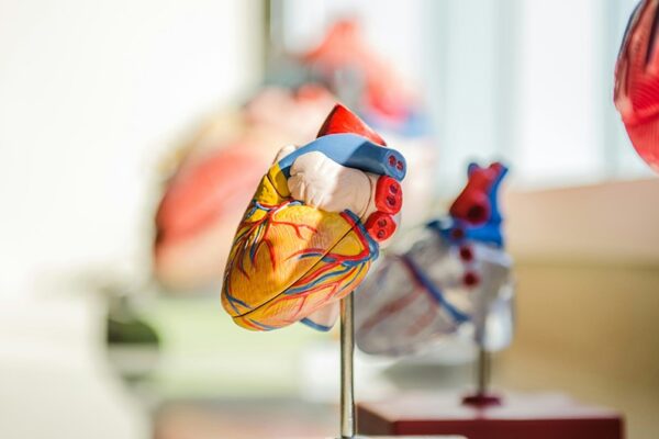 What Happens to Your Heart as You Age