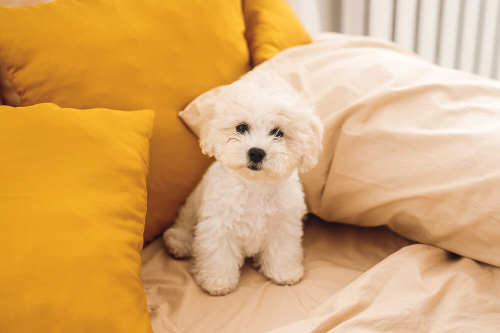 Bichon Frises are on of the best dog breeds for seniors.