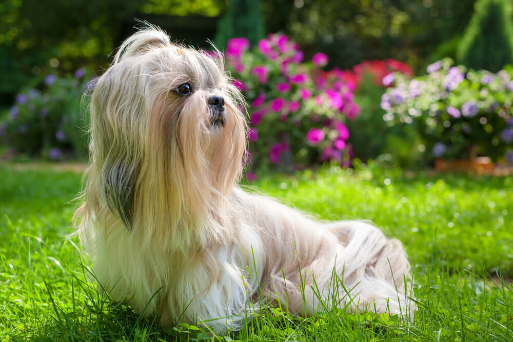 Shih Tzus are one of the best dog breeds for seniors.