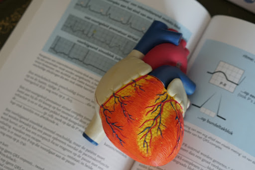 Model heart on textbook. Photo Source: www.unsplash.com
